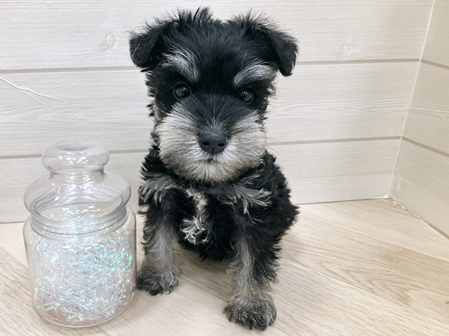埼玉県のミニチュアシュナウザー (ペッツファーストふじみ野店/2025年11月30日生まれ/女の子/ブラックシルバー)の子犬