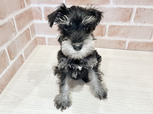 東京都のミニチュアシュナウザー (ペッツファースト荻窪店/2025年11月30日生まれ/女の子/ブラックシルバー)の子犬の1枚目の画像
