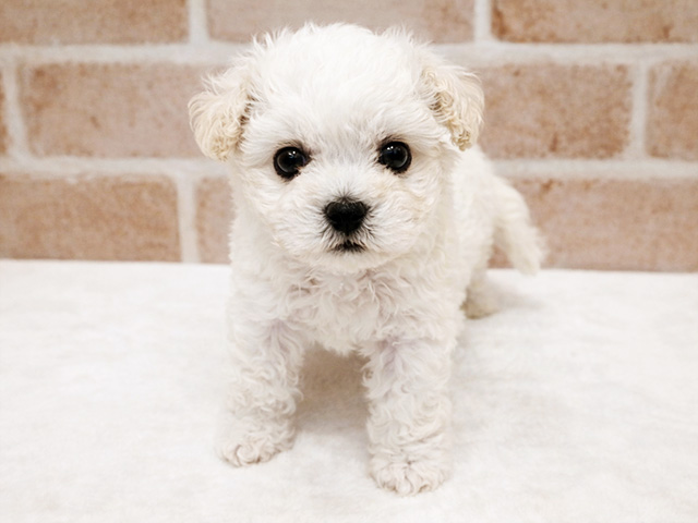 ビションフリーゼ