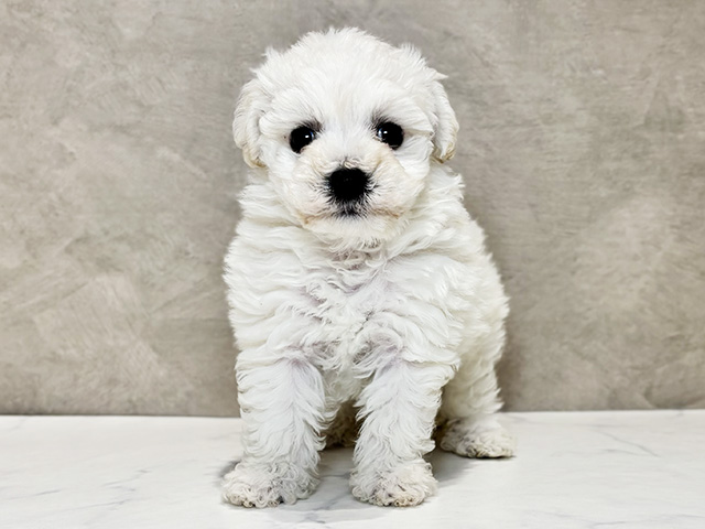 ビションフリーゼ