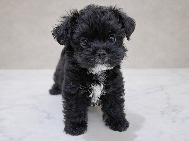 東京都のチワプー/プーチー(チワワ×プードル) (ペッツファースト中野店/2025年11月27日生まれ/女の子/ブラック)の子犬の1枚目の画像