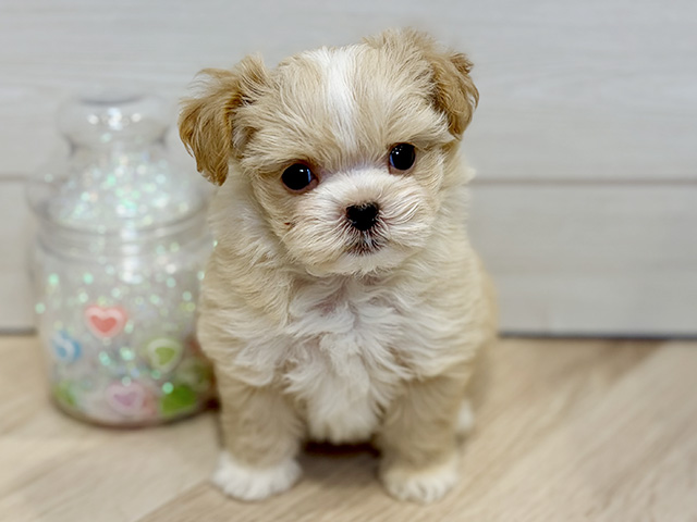 神奈川県のチワプー/プーチー(チワワ×プードル) (ペッツファースト川崎店/2025年11月27日生まれ/女の子/アプリコット)の子犬