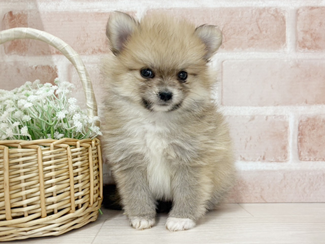 埼玉県のポメチワ/チワポメ/ポメチー(ポメラニアン×チワワ) (ペッツファースト入間店/2025年11月26日生まれ/女の子/フォーン)の子犬の1枚目の画像
