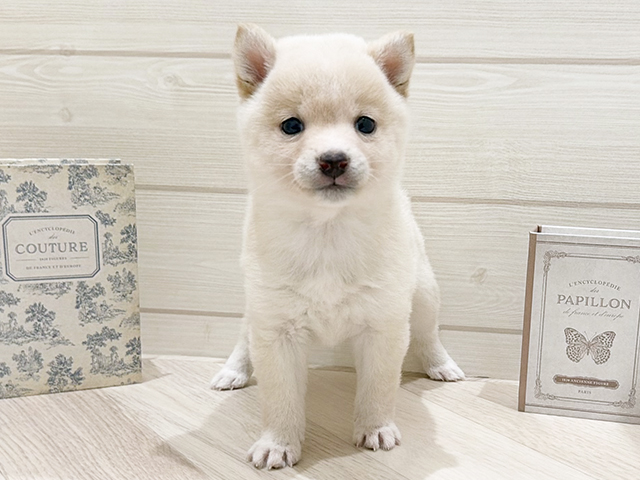 愛知県の豆柴 (ペッツファースト岡崎店/2025年12月1日生まれ/女の子/白)の子犬の1枚目の画像