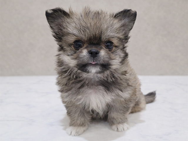 東京都のチワペキ/ペキチー/ペキチワ(チワワ×ペキニーズ) (ペッツファースト中野店/2025年12月1日生まれ/男の子/フォーンホワイト)の子犬の1枚目の画像