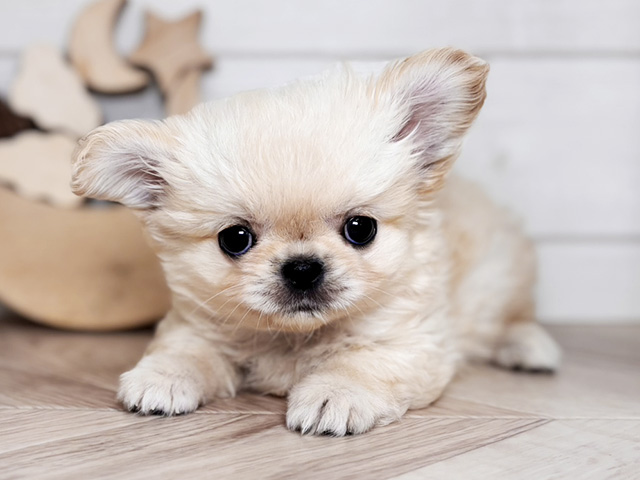 東京都のチワペキ/ペキチー/ペキチワ(チワワ×ペキニーズ) (ペッツファースト吉祥寺本店/2025年12月1日生まれ/女の子/クリーム)の子犬の1枚目の画像