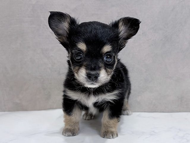 千葉県のチワックス(チワワ×ダックス) (ペッツファーストららぽーとTOKYO-BAY店/2025年11月30日生まれ/女の子/ブラックタンホワイト)の子犬の1枚目の画像