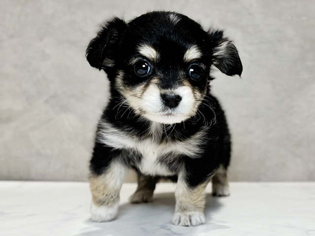 東京都のチワックス(チワワ×ダックス) (ペッツファースト神楽坂店/2025年11月30日生まれ/女の子/ブラックタンホワイト)の子犬の1枚目の画像