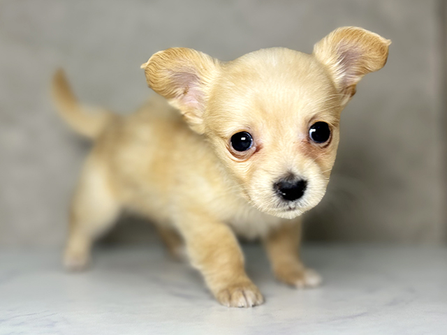 大阪府のチワックス(チワワ×ダックス) (ペッツファースト東大阪店/2025年11月30日生まれ/女の子/イエロー)の子犬の1枚目の画像