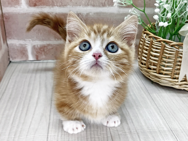 埼玉県のマンチカン (ペッツファースト川越店/2025年11月28日生まれ/男の子/レッドタビーホワイト)の子猫