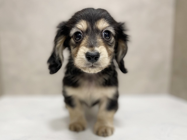 東京都のカニンヘンダックスフンド(ロング) (ペッツファースト池袋店/2025年12月1日生まれ/男の子/ブラックイエロー)の子犬の1枚目の画像