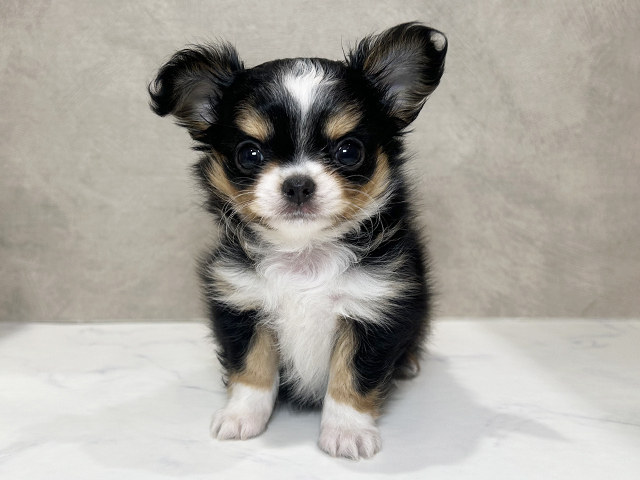 秋田県のチワワ(ロング) (ペッツファースト秋田店/2025年12月1日生まれ/男の子/トライカラー)の子犬の1枚目の画像