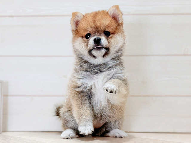 大阪府のポメ柴/豆ポメ/ポメ豆柴(ポメラニアン×柴犬) (ペッツファースト梅田店/2025年12月1日生まれ/女の子/赤)の子犬の1枚目の画像