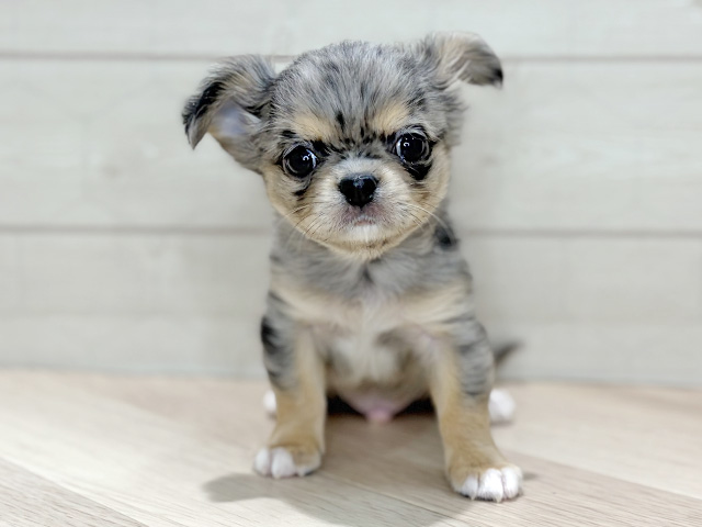 埼玉県のチワワ(ロング) (ペッツファーストレイクタウン店/2025年12月1日生まれ/男の子/ブルーマール)の子犬