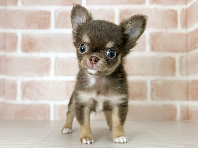 埼玉県のチワワ(ロング) (ペッツファーストさいたま新都心店/2025年12月1日生まれ/男の子/チョコレートタン)の子犬の1枚目の画像