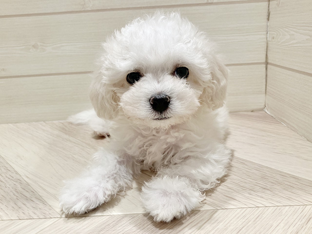東京都のビションプー(ビションフリーゼ×プードル) (ペッツファースト豊洲店/2025年12月1日生まれ/男の子/ホワイト)の子犬の1枚目の画像