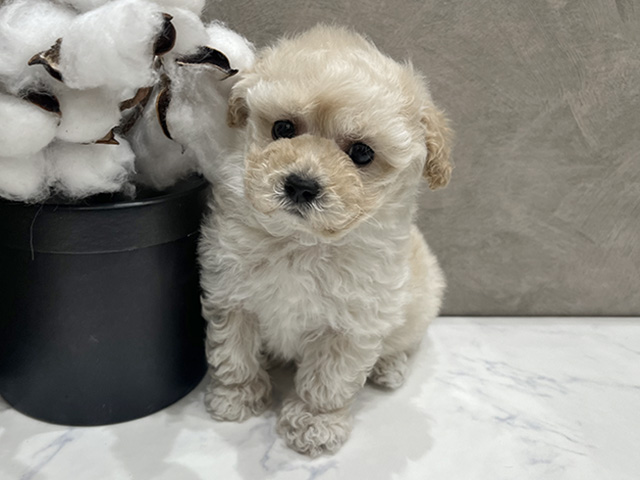トイプードル