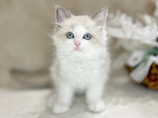 大阪府のラグドール (ペッツファースト茶屋町店/2025年12月1日生まれ/女の子/ブルーポイントバイカラー)の子猫の1枚目の画像