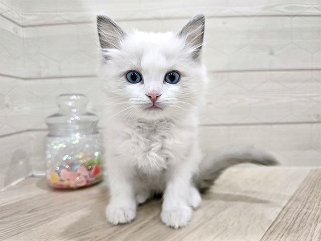 東京都のラグドール (ペッツファースト吉祥寺サンロード店/2025年12月1日生まれ/男の子/ブルーポイントバイカラー)の子猫の1枚目の画像