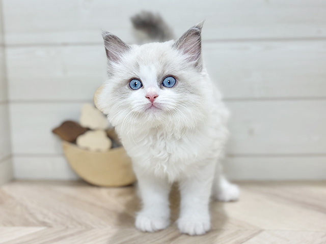 東京都のラグドール (ペッツファースト吉祥寺本店/2025年12月1日生まれ/男の子/ブルーポイントバイカラー)の子猫の1枚目の画像