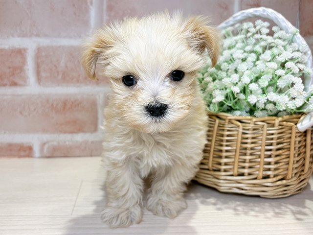 岡山県のマルキー/マルヨーキー(マルチーズ×ヨークシャーテリア) (ペッツファースト倉敷店/2025年12月1日生まれ/男の子/クリーム)の子犬