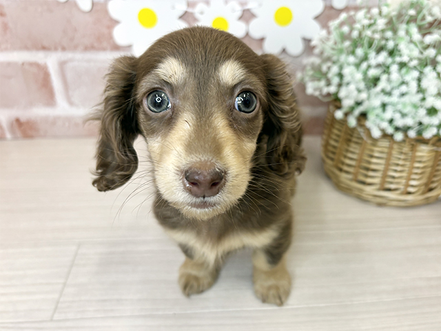 鹿児島県のミニチュアダックスフンド(ロング) (ペッツファースト鹿児島店/2025年11月21日生まれ/女の子/チョコレートイエロー)の子犬