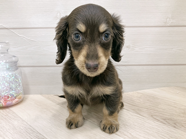 埼玉県のミニチュアダックスフンド(ロング) (ペッツファーストふじみ野店/2025年11月21日生まれ/女の子/チョコレートイエロー)の子犬