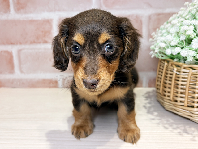 岡山県のミニチュアダックスフンド(ロング) (ペッツファースト倉敷店/2025年11月21日生まれ/女の子/チョコレートタン)の子犬