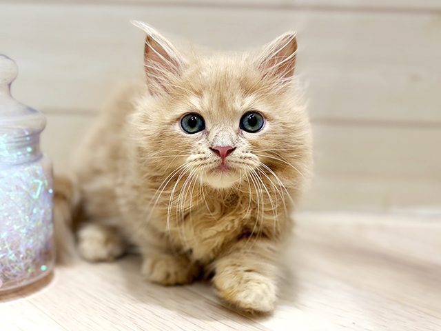 大阪府のミヌエット (ペッツファーストららぽーと門真店/2025年11月30日生まれ/男の子/クリームタビー)の子猫の1枚目の画像