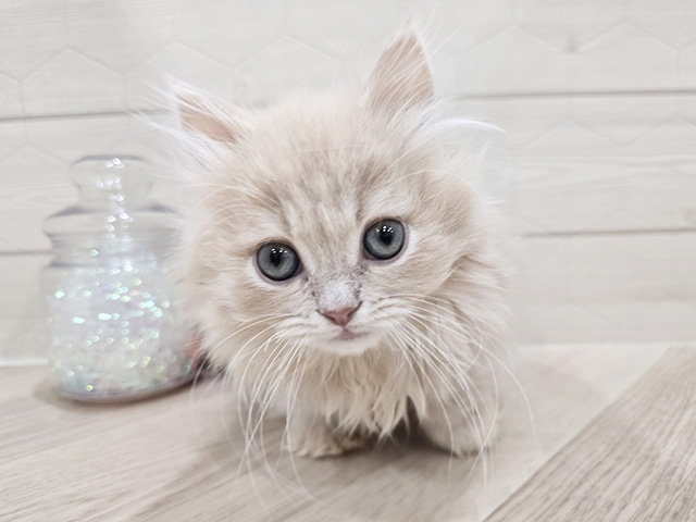 東京都のミヌエット (ペッツファースト吉祥寺サンロード店/2025年12月1日生まれ/男の子/クリームタビー)の子猫の1枚目の画像