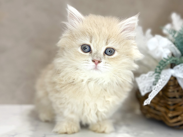 大阪府のミヌエット (ペッツファースト茶屋町店/2025年11月29日生まれ/女の子/クリームタビー)の子猫の1枚目の画像