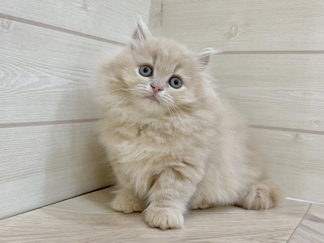 福岡県のミヌエット (ペッツファースト福岡天神店/2025年12月1日生まれ/女の子/クリームタビー)の子猫