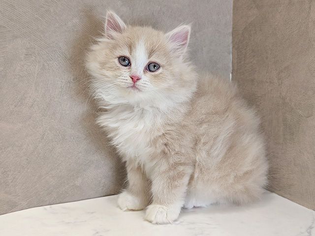 京都府のラガマフィン (ペッツファースト京都四条河原町店/2025年11月28日生まれ/男の子/クリームタビーホワイト)の子猫の1枚目の画像