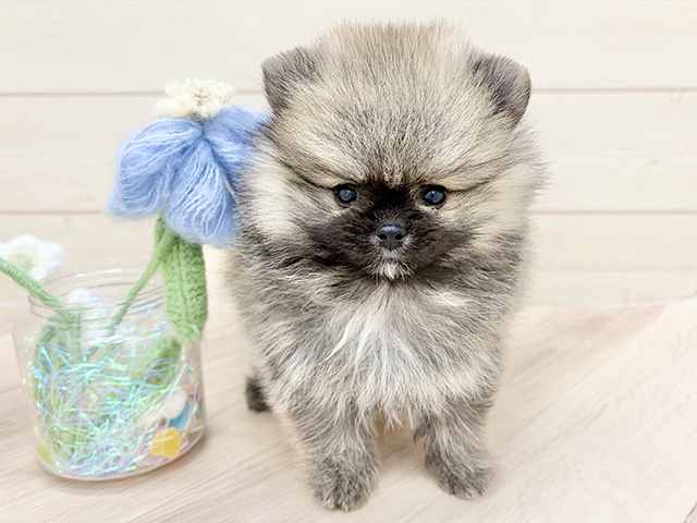 大阪府のポメラニアン (ペッツファーストららぽーと門真店/2025年12月1日生まれ/女の子/ウルフセーブル)の子犬の1枚目の画像
