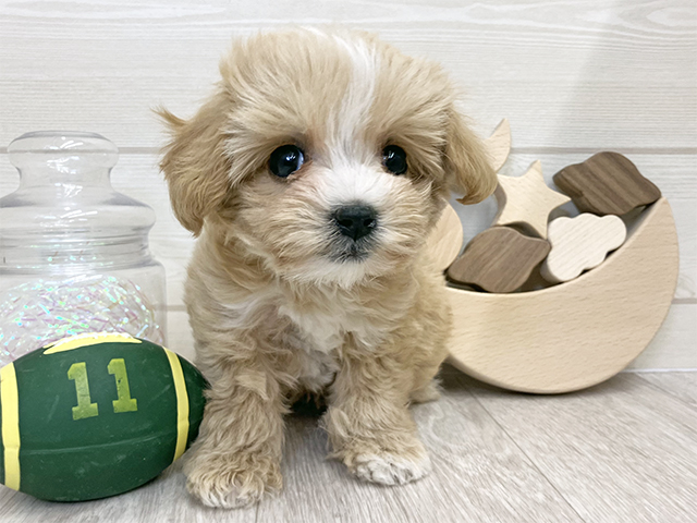愛知県のマルプー(マルチーズ×プードル) (ペッツファースト大高店/2025年11月30日生まれ/女の子/アプリコットホワイト)の子犬の1枚目の画像