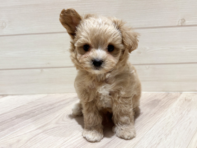 東京都のマルプー(マルチーズ×プードル) (ペッツファースト豊洲店/2025年11月30日生まれ/男の子/アプリコット)の子犬の1枚目の画像