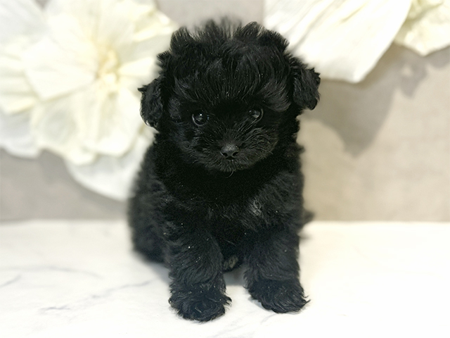 東京都のポメプー(ポメラニアン×プードル) (ペッツファースト下北沢店/2025年12月1日生まれ/男の子/ブラック)の子犬の1枚目の画像