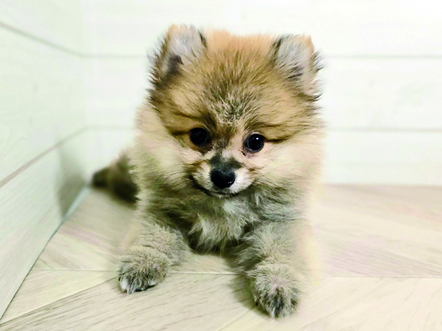 埼玉県のポメラニアン (ペッツファースト春日部店/2025年12月1日生まれ/男の子/オレンジ)の子犬の1枚目の画像