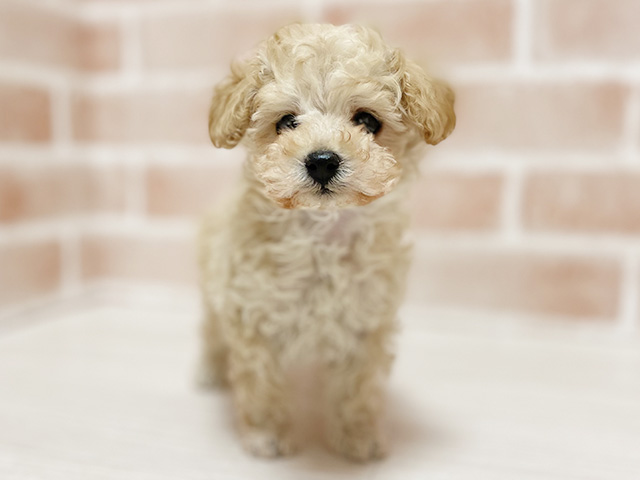 大阪府のマルプー(マルチーズ×プードル) (ペッツファースト高槻店/2025年12月1日生まれ/男の子/アプリコット)の子犬の1枚目の画像