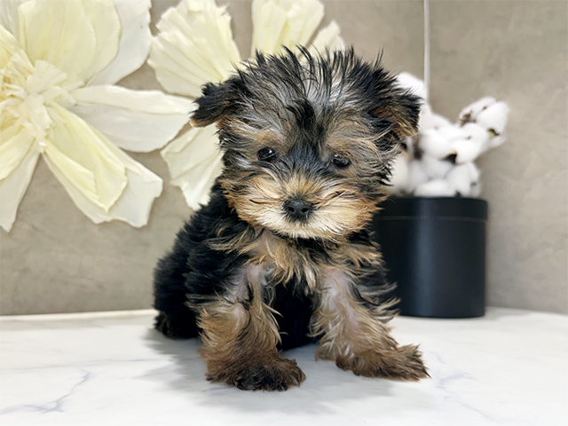 ヨークシャーテリア