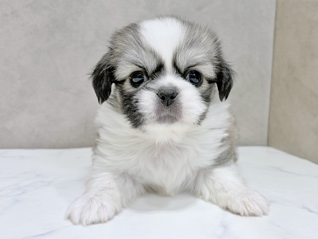 千葉県のチワペキ/ペキチー/ペキチワ(チワワ×ペキニーズ) (ペッツファーストららぽーとTOKYO-BAY店/2025年12月1日生まれ/男の子/フォーンホワイト)の子犬の1枚目の画像