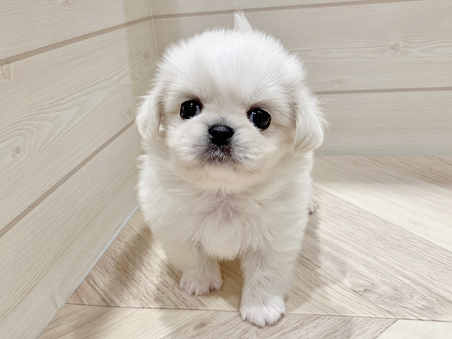 東京都のチワペキ/ペキチー/ペキチワ(チワワ×ペキニーズ) (ペッツファースト豊洲店/2025年12月1日生まれ/男の子/クリーム)の子犬の1枚目の画像