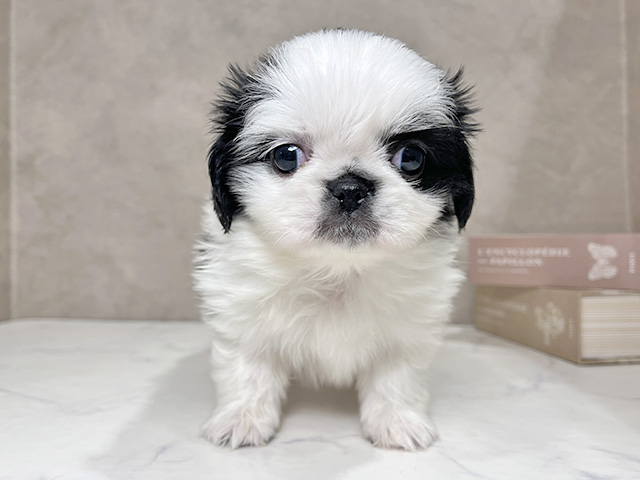 東京都のチワペキ/ペキチー/ペキチワ(チワワ×ペキニーズ) (ペッツファースト武蔵小山店/2025年12月1日生まれ/女の子/ブラックホワイト)の子犬の1枚目の画像