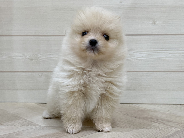 福岡県のポメラニアン (ペッツファースト福岡天神店/2025年11月29日生まれ/女の子/クリーム)の子犬