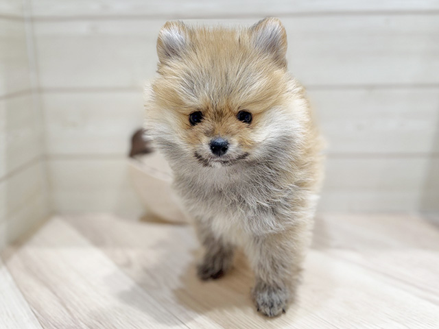 千葉県のポメラニアン (ペッツファーストおゆみ野店/2025年12月1日生まれ/男の子/オレンジ)の子犬の1枚目の画像