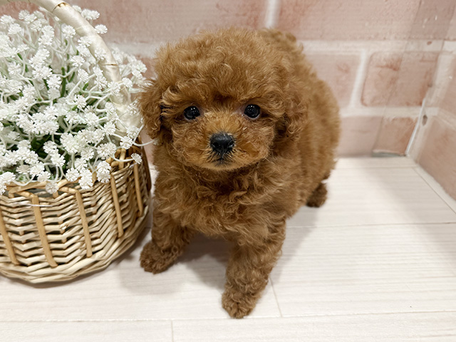 東京都のトイプードル(タイニー) (ペッツファースト町田店/2025年11月27日生まれ/男の子/レッド)の子犬