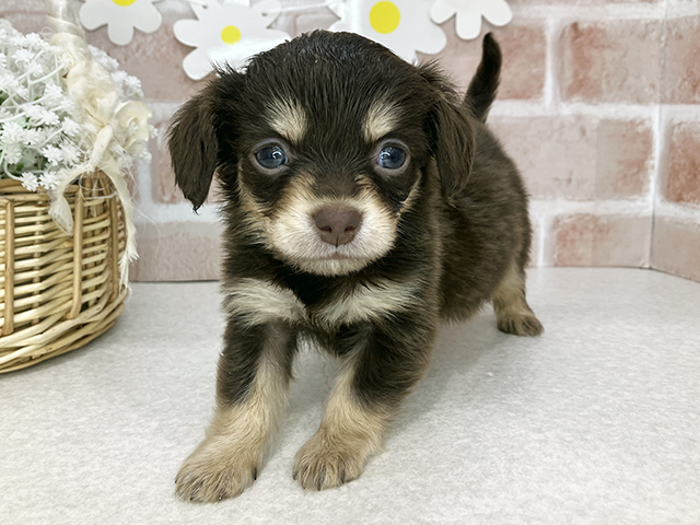 東京都のチワックス(チワワ×ダックス) (ペッツファーストお台場店/2025年12月1日生まれ/女の子/チョコレートタン)の子犬の1枚目の画像
