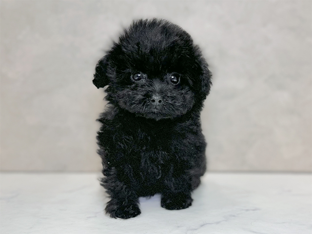埼玉県のトイプードル(トイ) (ペッツファーストPETEMOレイクタウンmori店/2025年11月16日生まれ/男の子/ブラック)の子犬の1枚目の画像