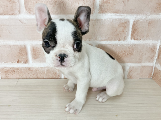 大阪府のフレンチブルドッグ (ペッツファースト東大阪店/2025年11月22日生まれ/男の子/パイド)の子犬の1枚目の画像