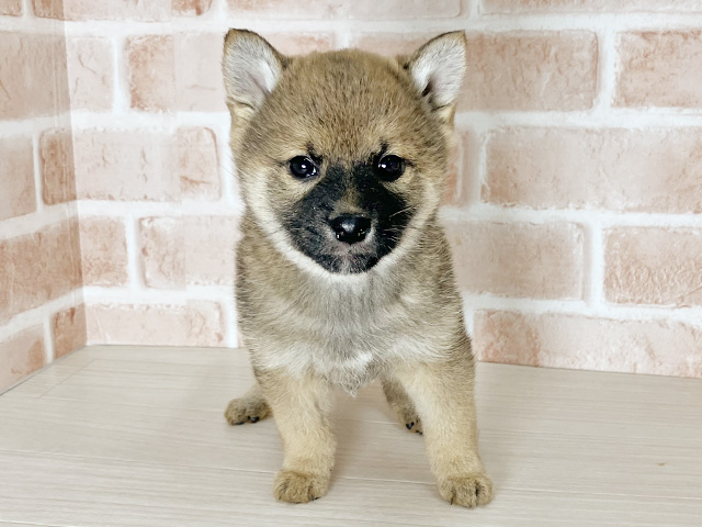 大阪府の柴犬(標準サイズ) (ペッツファースト東大阪店/2025年11月24日生まれ/女の子/赤)の子犬の1枚目の画像